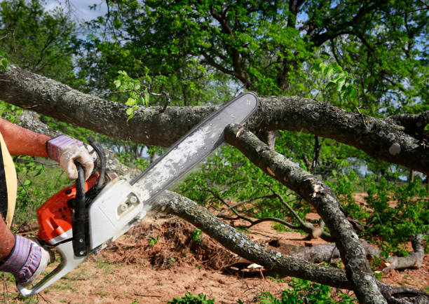 Emergency Storm Tree Removal in Yuma, AZ